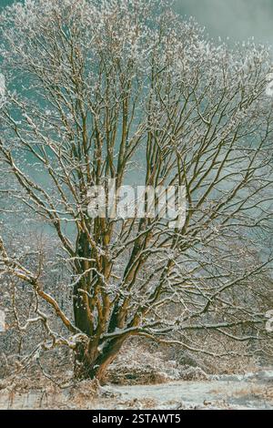 Winter Tree in Snow, Oak, Winterimpressions, inverno Foto Stock