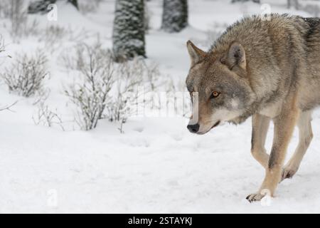 lupo che cammina attraverso una foresta innevata in inverno Foto Stock