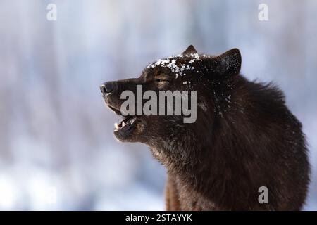 il lupo canadese nero urla sullo sfondo della foresta Foto Stock
