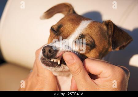 La donna esamina i denti di Jack Russell Terrier Foto Stock