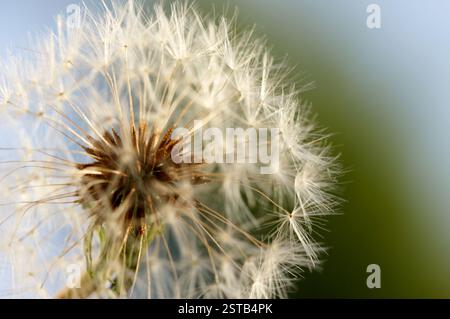 Dandelion Macro Shot Foto Stock