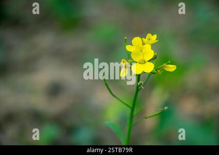 I fiori di senape sono ermafroditi e possono auto-impollinare, quindi non hanno bisogno di un'altra pianta come donatore di polline. Fiore di senape gialla Foto Stock