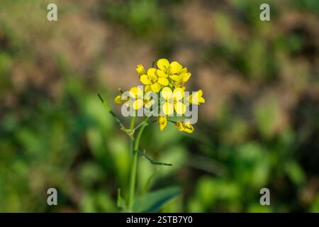 Fiore di senape gialla. I fiori di senape sono ermafroditi e possono auto-impollinare, quindi non hanno bisogno di un'altra pianta come donatore di polline Foto Stock