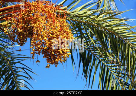 Un mucchio di datteri sul ramo di una palma. . Foto Stock