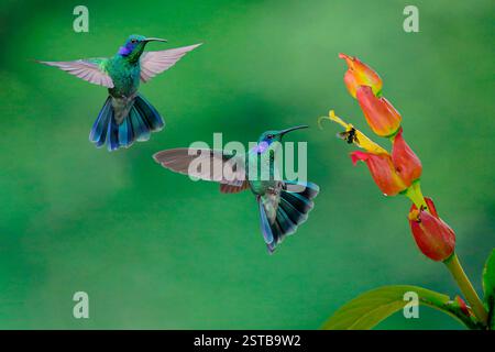 Due colibrì dall'orecchio viola (Colibri cyanotus) volano intorno a un fiore, Costa Rica Foto Stock