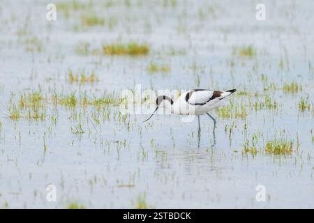 Un Pied Avocet che cammina in acque poco profonde, primavera in Austria Foto Stock