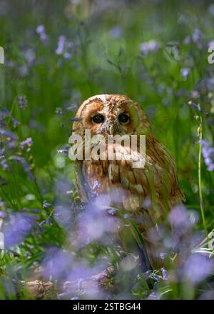 Un gufo tawny (strix aluco) sedeva tra i campanelli del British Wildlife Centre, Lingfield, surrey, Inghilterra, Regno Unito, durante uno dei loro giorni fotografici. Foto Stock