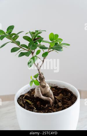 Colpo ad angolo alto di un lussureggiante albero di ficus bonsai in vaso verde in una pentola bianca e collocato su un tavolo in marmo al coperto. Arredamento con piante da interni. Foto Stock