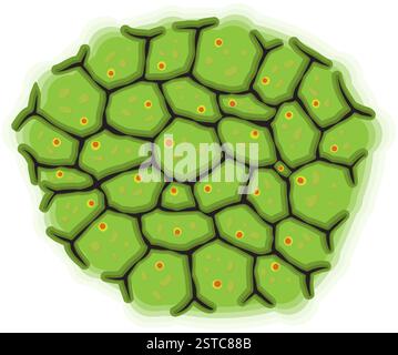 Rappresentazione schematica delle cellule viventi Foto Stock