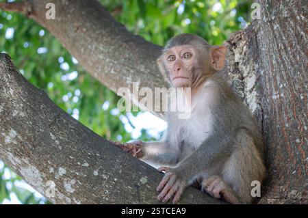 Rhesus macaque scimmia seduto su un albero nella foresta del tempio buddista Chùa Linh Ứng a Danang Vietnam Foto Stock
