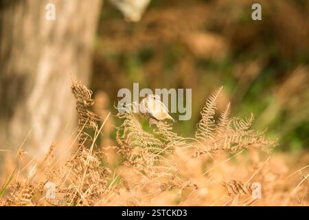 Femmina adulta Stonechat (Saxicola torquata) arroccata sul bracken autunnale, Margam Country Park Galles Regno Unito. Novembre 2024 Foto Stock