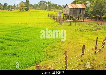 Palafitte vicino al campo di riso, Cambogia Foto Stock