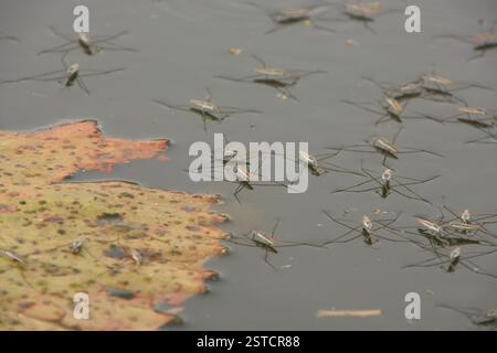 Strider d'acqua (Gerris sp.) Foto Stock
