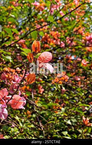 Fiori di bouganvillea di salmone (Bougainvillea spectabilis) Foto Stock