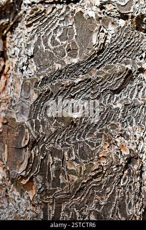 Struttura del tronco dell'albero sulla foresta tropicale Foto Stock
