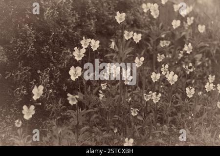 Pansia da campo europea, Viola arvensis, che cresce nei boschi accanto a una pietra ricoperta di licheni. Vecchio look fotografico. Foto Stock