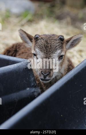 Castlemilk Moorit Lamb, Spitalfields City Farm, Londra Foto Stock