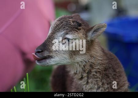 Castlemilk Moorit Lamb, Spitalfields City Farm, Londra Foto Stock