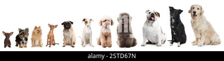 Adorabili cani di diverse dimensioni di fila su sfondo bianco, dal più piccolo al più grande Foto Stock