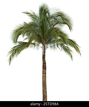 Palm tree su sfondo bianco Foto Stock