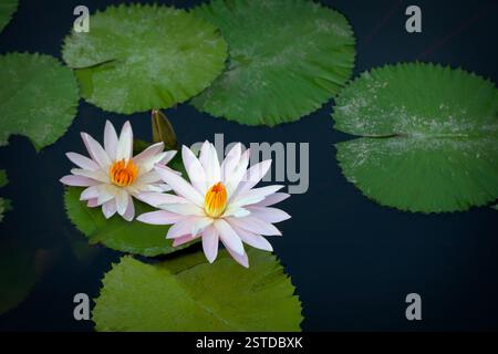 Bellissimi gigli bianchi fiori su uno stagno Foto Stock
