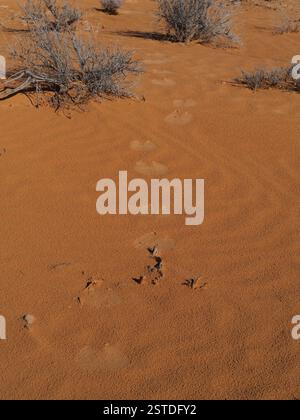 Una fila di sentieri di cammello nella sabbia arancione del deserto del Sahara Foto Stock