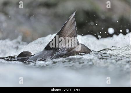 Pinna di coda di salmone Atlantico (Salmo salar) di femmine/galline esposte mentre nuota a monte attraverso acque poco profonde in bruciato/ruscello per raggiungere i letti di riproduzione. Foto Stock
