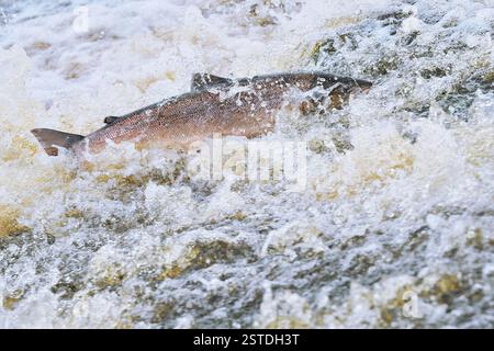 Salmone dell'Atlantico (Salmo salar) che nuota a monte sopra il fiume artificiale weir per arrivare ai campi di riproduzione, al fiume Whiteadder, al Berwickshire, in Scozia. Foto Stock