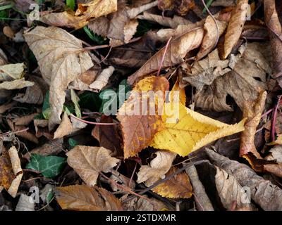 Foglie autunnali, oro, marrone e giallo formano un tappeto colorato sul pavimento della foresta. La fotografia naturalistica è perfetta per le decorazioni autunnali. Foto Stock