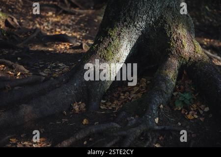 Le radici tortuose di un antico albero emergono dal suolo scuro, ricoperto di muschio, mentre foglie gialle e marroni sparse ricoprono il terreno in un tranqui Foto Stock