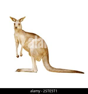 Canguro australiano isolato su sfondo bianco Foto Stock