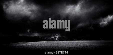 Lydham's Bound Tree. Avvolto da un albero rosso dell'artista Phillipa Lawrence lungo il confine tra Inghilterra e Galles nello Shropshire. Foto Stock