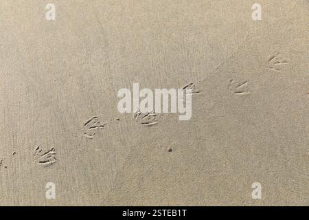 Spuren einer Möwe am Strand, Norderney, Niedersachsen, Deutschland *** tracce di un gabbiano sulla spiaggia, Norderney, bassa Sassonia, Germania Foto Stock