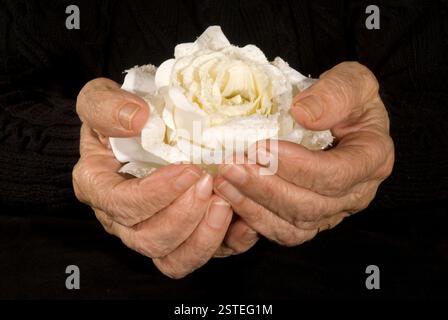 Vecchie mani che tengono una rosa bianca Foto Stock