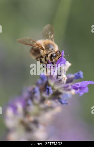 Un'immagine ravvicinata che cattura un nettare d'ape dai vivaci fiori di lavanda, circondato dal verde. L'immagine enfatizza la bellezza della natura e t Foto Stock
