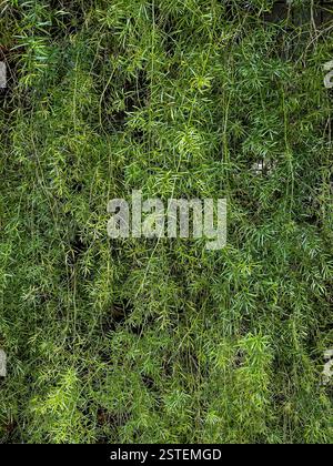 Foglie di piante verdi dense in un ambiente tropicale naturale, creando una texture di sfondo vivace e lussureggiante. Foto Stock