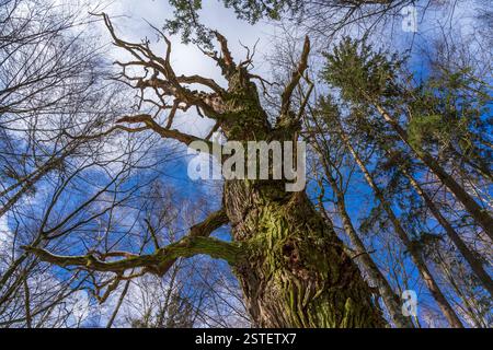 Vecchia quercia in una foresta masuriana. Foto Stock