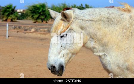 Vecchio cavallo di salvataggio grigio morso dalle pulci che si schianta in un soleggiato paddock, Fuerteventura, Isole Canarie, Spagna, UE. - L'inverno 2024 Foto Stock