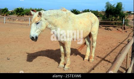 Vecchio cavallo di salvataggio grigio morso dalle pulci che si schianta in un soleggiato paddock, Fuerteventura, Isole Canarie, Spagna, UE. - L'inverno 2024 Foto Stock