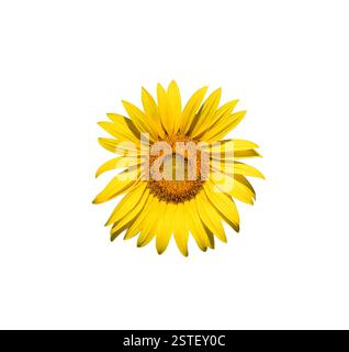 Fessura isolata girasole giallo Foto Stock