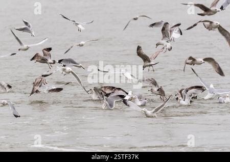 Stormo misto di gabbiani che si nutrono dell'acqua dopo che una barca da pesca/gallina aveva "intaccato" la zona. A Leigh on Sea, Essex Foto Stock