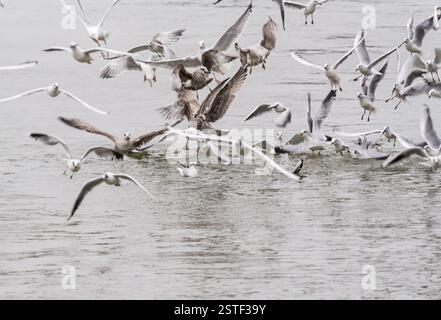 Stormo misto di gabbiani che si nutrono dell'acqua dopo che una barca da pesca/gallina aveva "intaccato" la zona. A Leigh on Sea, Essex Foto Stock