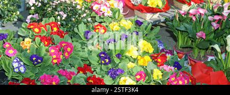 molte primrose di fiori in primavera con foglie verdi e altri fiori nel mercato Foto Stock