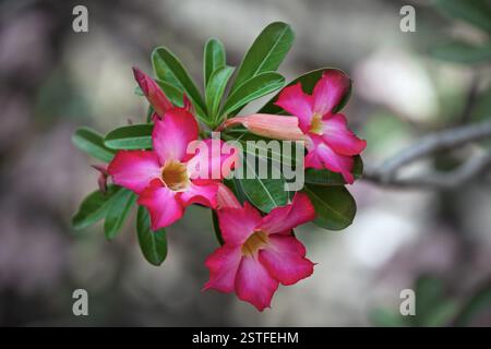 Macro Shot di una rosa del deserto in fiore Foto Stock