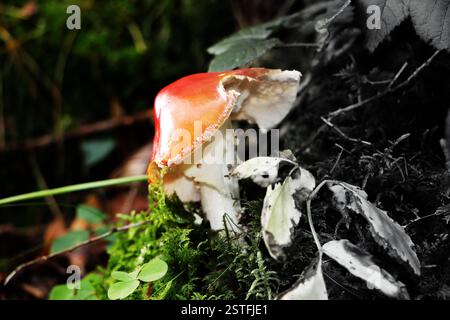 Fungo agarico (Amanita muscaria) danneggiato in una foresta, circondato da muschio e foglie in decomposizione. Il tappo rosso contrasta con lo sfondo scuro. Foto Stock