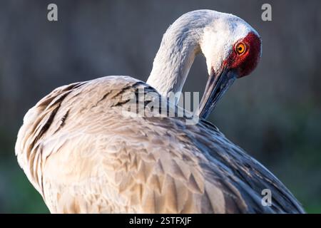 Gru Sandhill (Antigone canadensis) presso il Paynes Prairie Preserve State Park tra Micanopy e Gainesville, Florida. (USA) Foto Stock