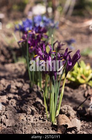 Fiori blu e viola di Iris reticulata Iridodictyum, Iris nani primitivi fioriscono nel giardino in primavera. Sfondo Foto Stock