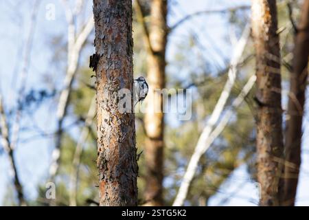Picchio maculato di mezzo (Dendrocoptes medius) seduto sul pino Foto Stock