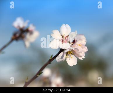 Fiore di mandorle bianco contro un cielo blu morbido primo piano di una delicata fioritura di mandorle bianche, in piena fioritura, contro un cielo blu sfocato. Foto Stock