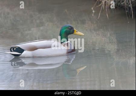 Anatra corallina maschile da vicino in Bretagna Foto Stock